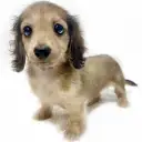 カニンヘン・ダックスフント