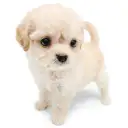 MIX(チワワ×トイプードル)