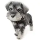 ミニチュア・シュナウザー