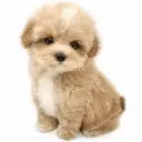 MIX（マルチーズ×トイプードル）