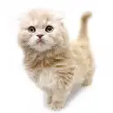 スコティッシュフォールド