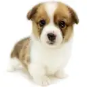 ウェルシュコーギーペンブローク