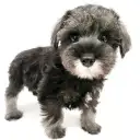 ミニチュア・シュナウザー