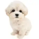 MIX(マルチーズ×トイプードル)