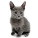 ロシアンブルー