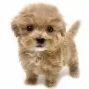 MIX（マルチーズ×トイプードル）