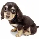 ミニチュア・ダックスフント