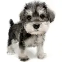 ミニチュア・シュナウザー