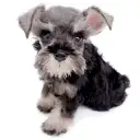 ミニチュア・シュナウザー