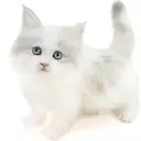 ネヴァマスカレード