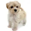 MIX(マルチーズ×トイプードル)