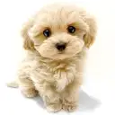 MIX（マルチーズ×トイプードル）