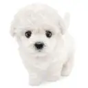 ビションフリーゼ