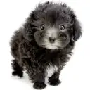 MIX（マルチーズ×トイプードル）