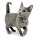 ロシアンブルー