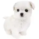 MIX（チワワ×マルチーズ）