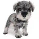 ミニチュア・シュナウザー