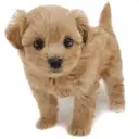 MIX(トイプードル×マルチーズ)