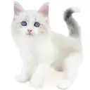 ネヴァマスカレード