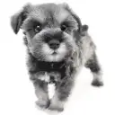 ミニチュア・シュナウザー