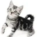 アメリカンショートヘア