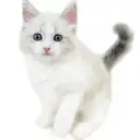 ネヴァマスカレード