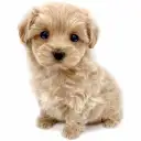 MIX(マルチーズ×トイプードル)