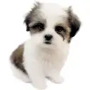 MIX(マルチーズ×シーズー)