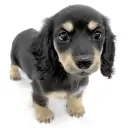 ミニチュア・ダックスフント