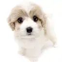 MIX(キャバリアキングチャールズスパニエル×ビションフリーゼ)