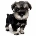 ミニチュア・シュナウザー