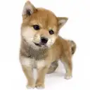 柴犬