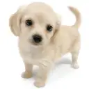 MIX（チワワ×ミニチュアダックスフント）