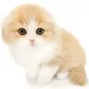 スコティッシュフォールド