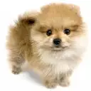ポメラニアン