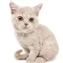 ブリティッシュショートヘア