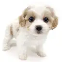 MIX（キャバリアキングチャールズスパニエル×ビションフリーゼ）