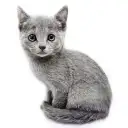 ロシアンブルー