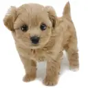 MIX（トイプードル×マルチーズ）