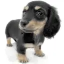 ミニチュア・ダックスフント