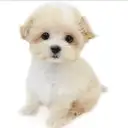 MIX（マルチーズ×トイプードル）