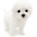 ビションフリーゼ