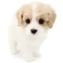 MIX(キャバリアキングチャールズスパニエル×ビションフリーゼ)