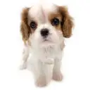 キャバリア・キングチャールズ・スパニエル
