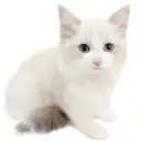 ネヴァマスカレード