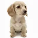 カニンヘン・ダックスフント