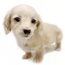 ミニチュア・ダックスフント