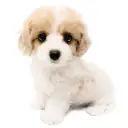 MIX（キャバリアキングチャールズスパニエル×ビションフリーゼ）