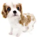 キャバリア・キングチャールズ・スパニエル