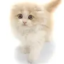 スコティッシュフォールド